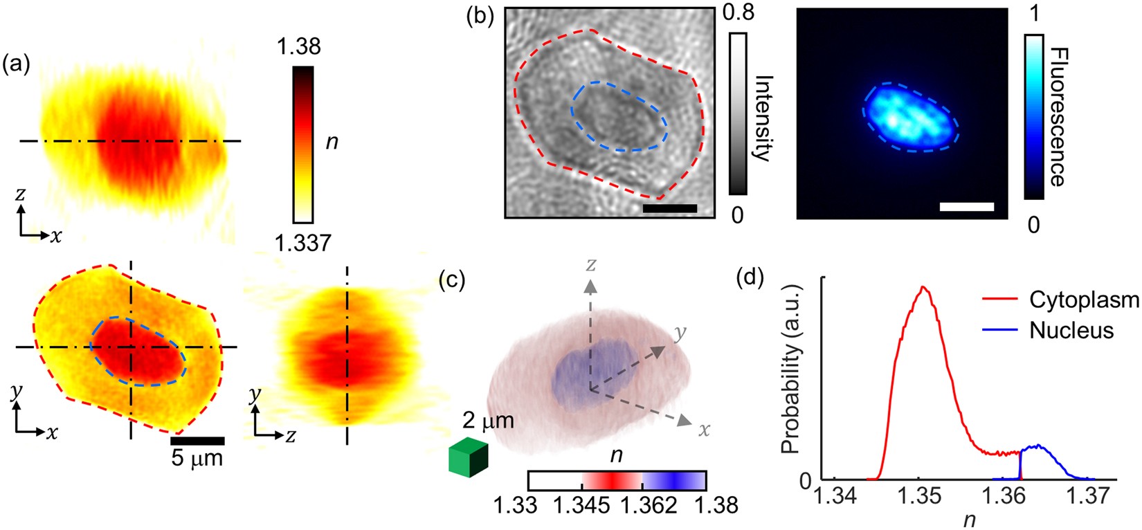 Structural analyses of a frog erythrocyte using three-dimensional refractive index maps